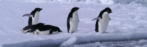 Penguin Behavior