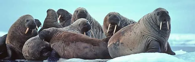 Walrus Evolution