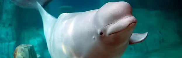 Beluga Whale