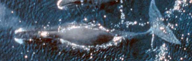 Bowhead Whale