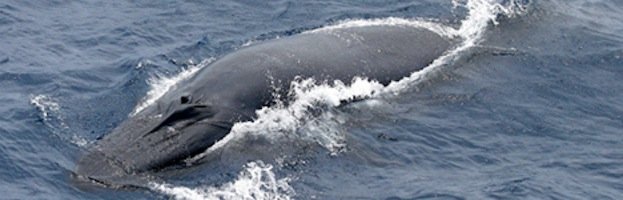 Bryde’s Whale