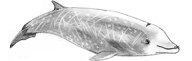 Cuvier’s Beaked Whale