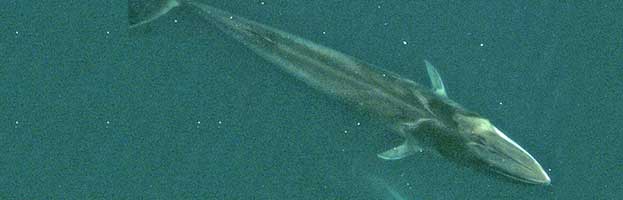 Fin Whale