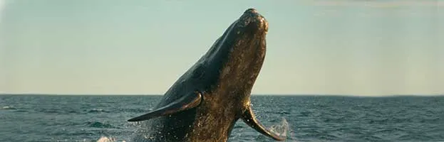 Gray Whale