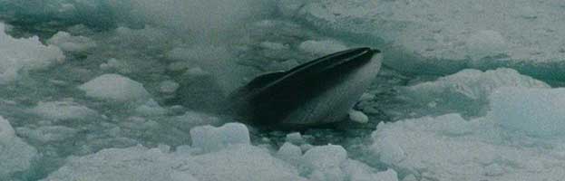 Minke Whale