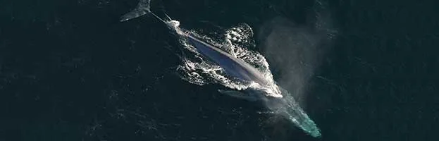 Blue Whale
