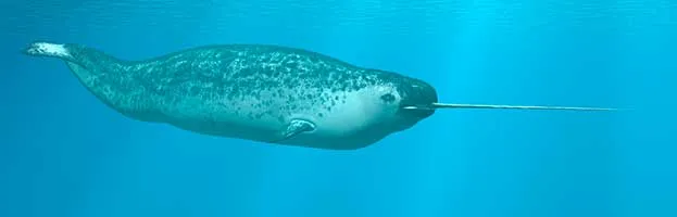 Narwhal
