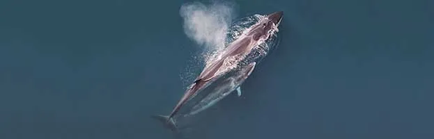 Sei Whale