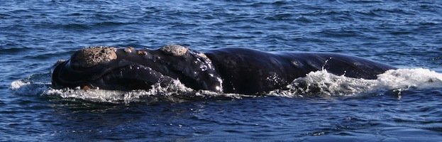 Right Whale