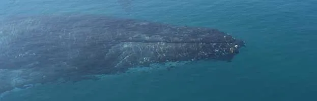 Whale Anatomy