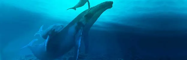 Whale Reproduction