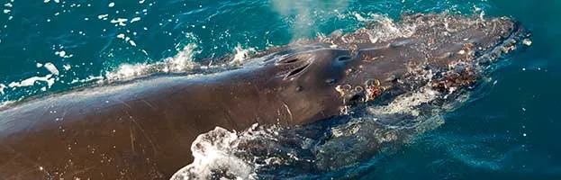 Whale Species