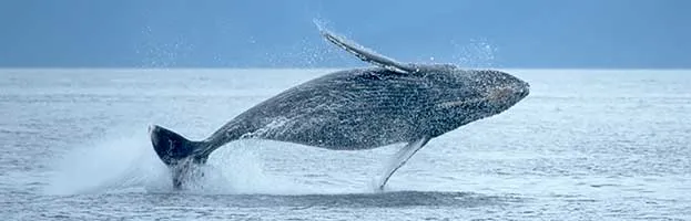Humpback Whale
