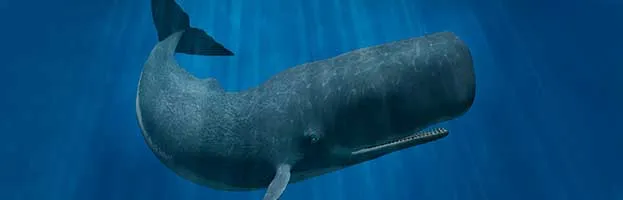 Sperm Whale
