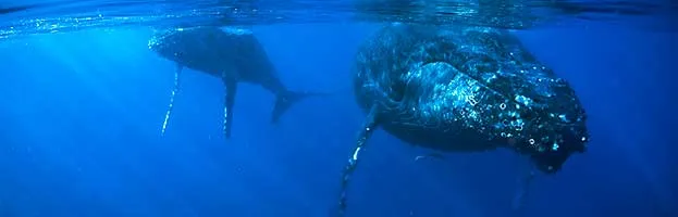 Whale Conservation Status