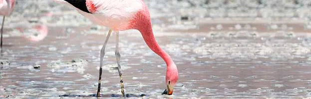 Andean Flamingo