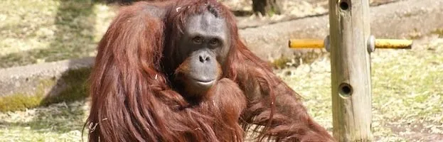 Bornean Orangutan