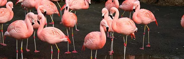 Chilean Flamingo