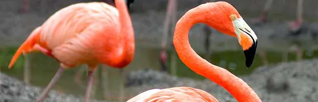 Flamingo Anatomy