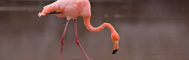 Flamingo Habitat