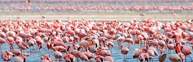 Flamingo Behavior