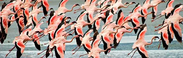 Flamingos