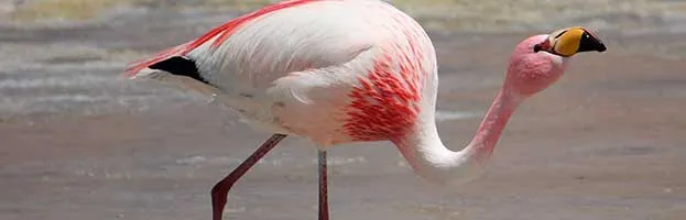 James Flamingo