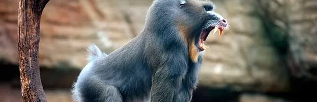 Mandrill