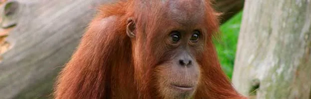 Orangutan Conservation
