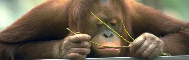 Orangutan Evolution