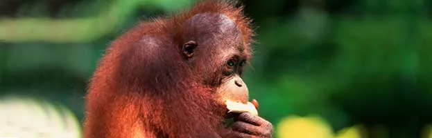 Orangutan Feeding