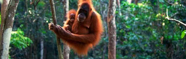 Orangutan Reproduction