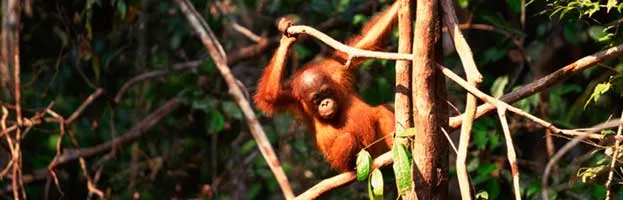 Orangutan Habitat and Distribution