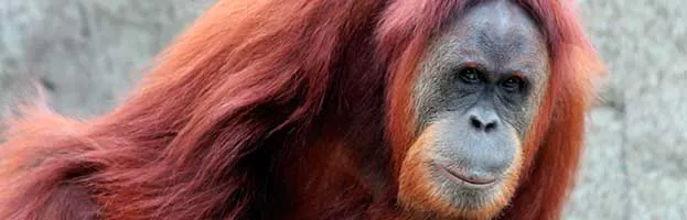 Sumatran Orangutan