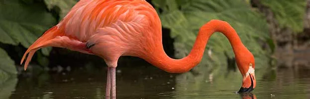 American Flamingo