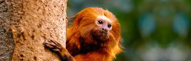 Golden Lion Tamarin