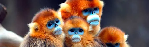 Monkeys