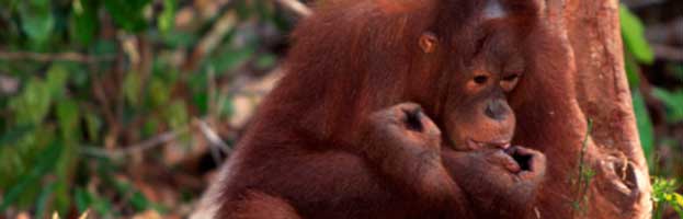 Orangutan Behavior