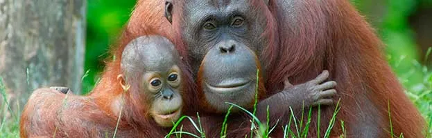 Orangutan