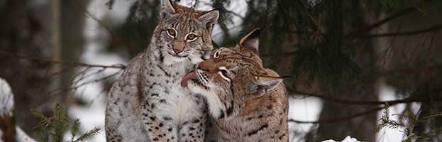 Lynx
