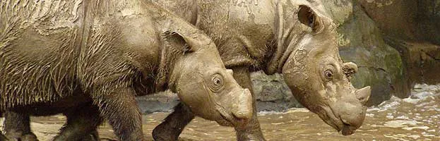 Sumatran Rhinoceros