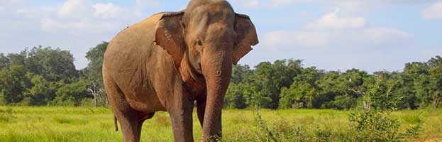 Asian Elephant - Animal Facts and Information
