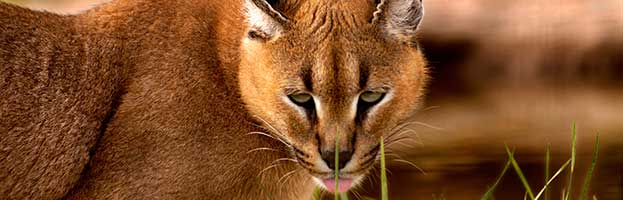 Caracal