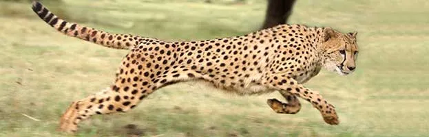 Cheetah