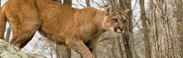 Cougar