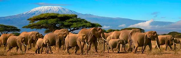 Elephants