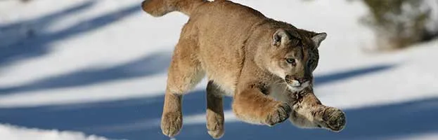 Feline Behavior