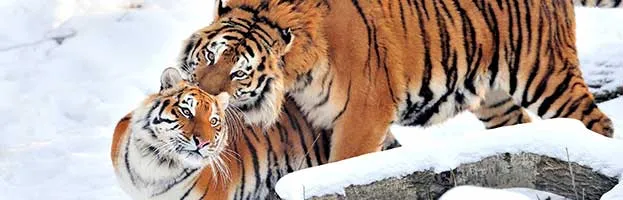 Feline Reproduction