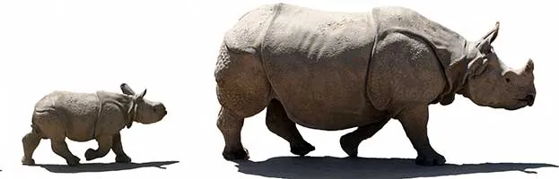 Indian Rhinoceros