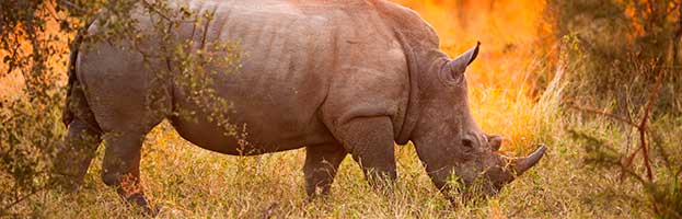 Rhinoceros